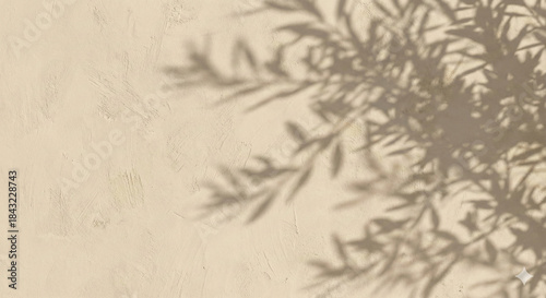 Beige limewash wall texture with soft olive tree branch shadow