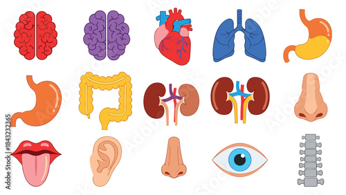 Colorful illustrations of various human organs and body parts on for medical education purposes easily, Generative AI.