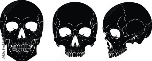 Human skull silhouette illustration in black and white showing front, angled, and side views for anatomy, medical, and forensic themes