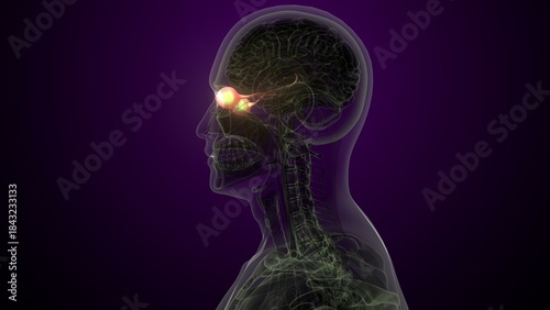 Male white eyes anatomy. 3d illustrations