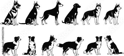 Set of twelve dog breed silhouette illustrations in black and white, showcasing posture, ear shape, and tail diversity for identification