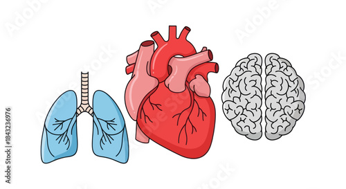 Detailed illustration of human internal organs: lungs heart and brain.