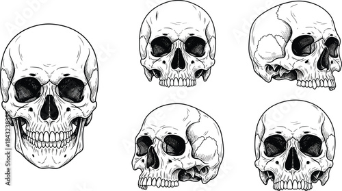 Human skull illustration set, anatomical sketch from multiple angles, forensic and artistic reference, flat vector line drawing