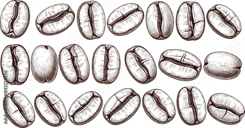 Coffee bean illustration set, hand-drawn sketch rows, textured food art, vintage coffee design, flat vector line drawing
