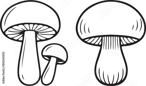Detailed Isolated Mushroom Illustration Fungi Organic Autumn Vegetarian Food. simple mushroom sketch set, cute mushroom vector, hand drawn mushroom art.