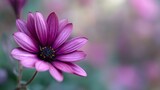 Close-up of a vibrant purple daisy flower with delicate petals.