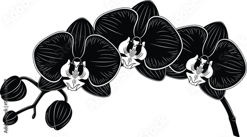 Phalaenopsis orchid branch black and white vector, botanical floral illustration, blooming flowers and buds, elegant nature design for decor
