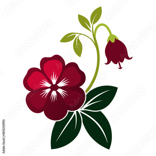 calibrachoa superbells pomegranate punch on white