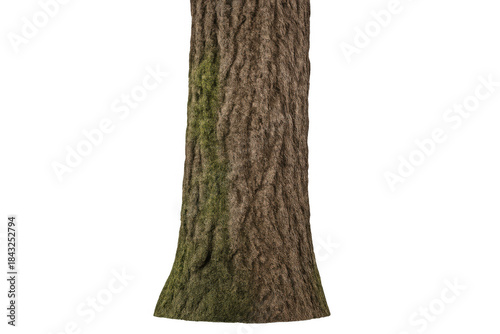 Tree trunk with textured bark and green moss showing organic natural growth, isolated on transparent background