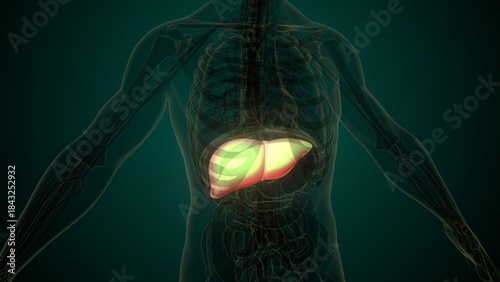 Human white liver anatomy. 3d render