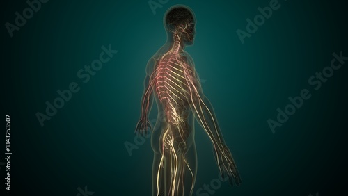 Male white nerves anatomy. 3d render