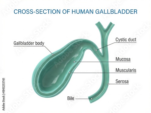 Detailed Human Gallbladder Anatomy Cross-Section 3D Medical Illustration for Digestive System Organ Biology Education