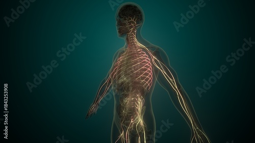 Male white nerves anatomy. 3d render