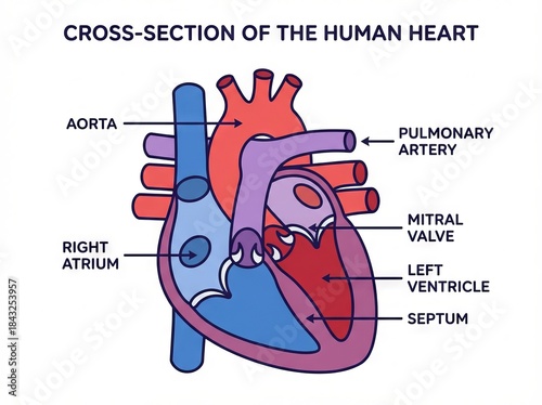 Clear Vector Illustration of Human Heart Anatomy Cross-section Diagram, an Educational Medical Biology Heart graphic for healthcare and science.