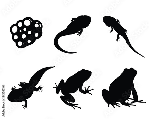 Frog Life Cycle Silhouettes, Eggs, Tadpoles, Salamander, and Adult Frogs, Vector Set