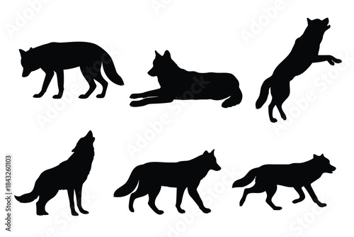 Set of Wild Wolf Silhouettes in Various Dynamic Poses, Running, Howling, and Resting Vector Collection