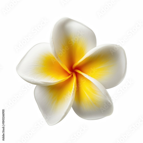 White and yellow frangipani flower isolated on transparent background
