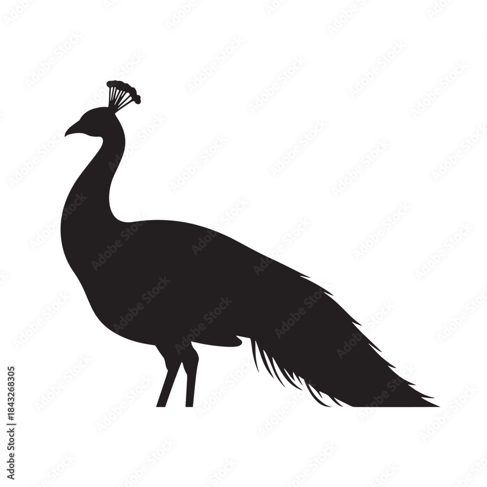 Fototapeta premium Peacock Silhouette with Crown in Minimalist Style and Dramatic Lighting on White Background for Wildlife Illustration