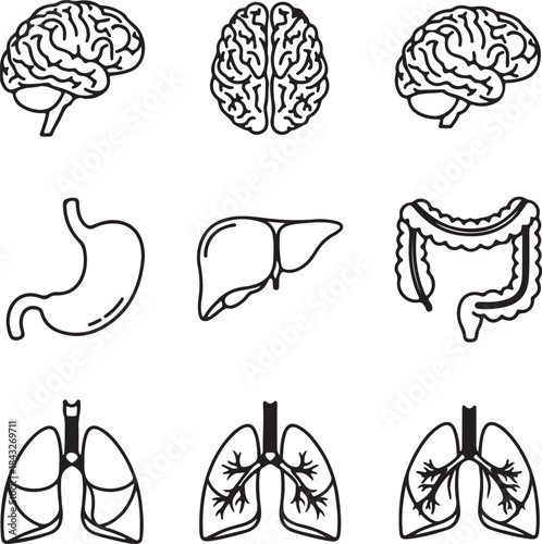 Collection of hand drawn anatomical organ silhouettes isolated on white background