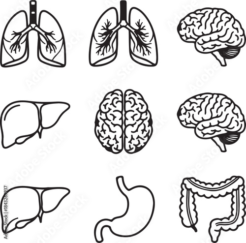 Collection of hand drawn medical organ illustrations including lungs brain liver stomach and intestines silhouette isolated on white background