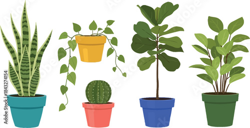 Colorful potted plants collection including snake plant fiddle leaf fig and cactus on transparent background