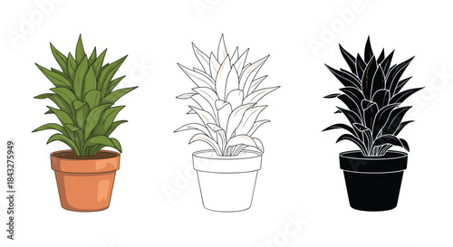 Set of three illustrations of a snake plant in a pot, shown in a realistic colored version, an outline, and a black silhouette.