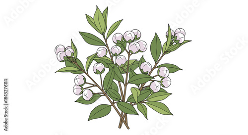 Botanical hand-drawn illustration of a branch with green leaves and numerous delicate white and pink flower buds against a white background.