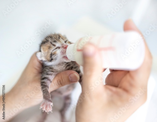 A kind woman is feeding his white-brown baby kitten with a bottle of milk.