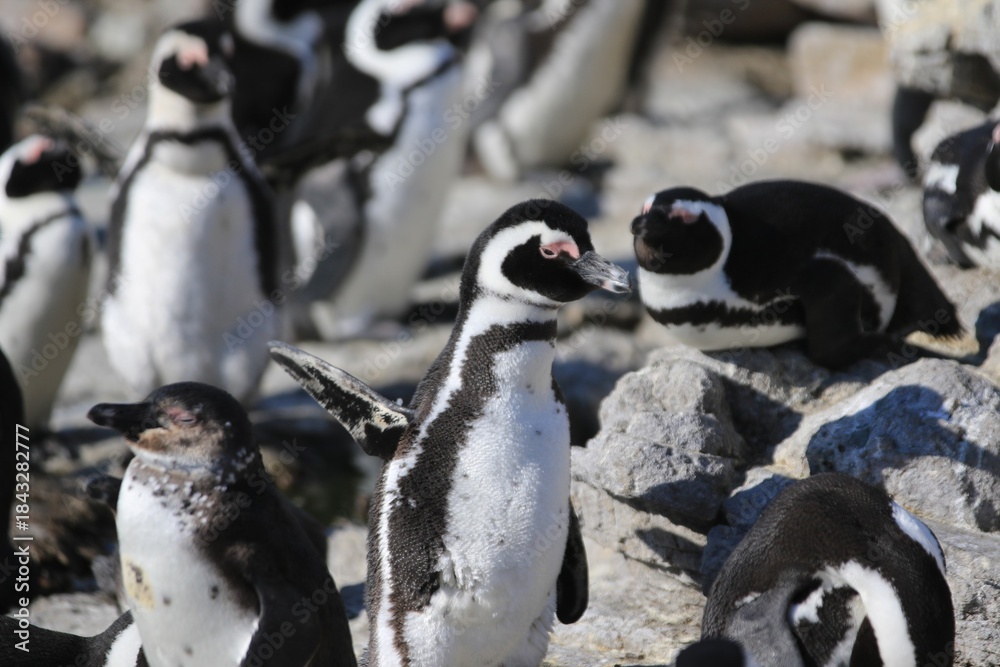 Fototapeta premium African Penguins in a Colony, Stoney Beach, Cape Town, South Africa