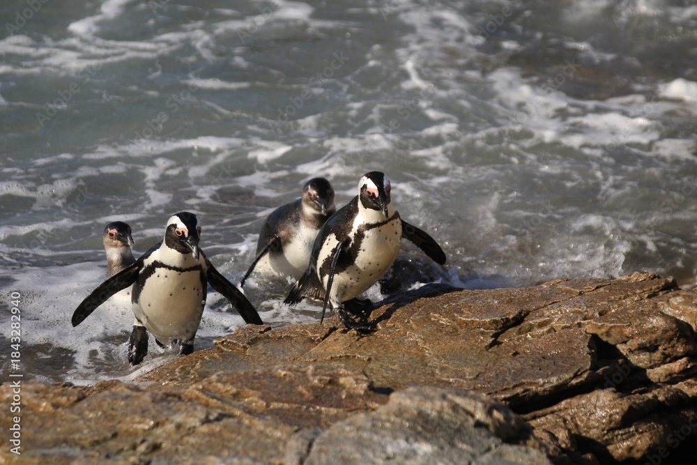 Fototapeta premium African Penguins Coming Ashore, Stoney Beach, Cape Town, South Africa