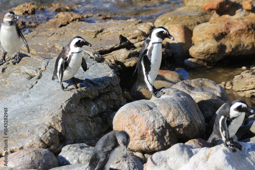 Obraz premium African Penguins Standing on Rocky Shoreline