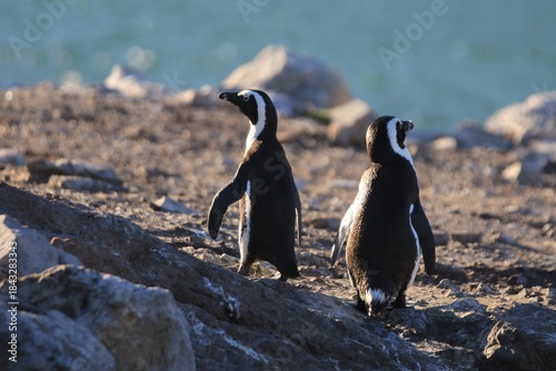 African Penguins on Rocky Shore at Sunset, Stoney Beach, Cape Town, South Africa