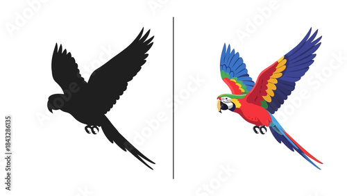 Flying parrot vector silhouette and colorful macaw bird isolated on white background for exotic animal design