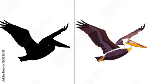 Pelican bird silhouette and colorful graphic design in flight with wings wide open, isolated on white background for design
