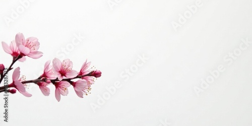 Delicate Pink Blossoms on a Branch Against a White Background, a Simple and Elegant Floral Image Ideal for Springtime Designs or Greeting Cards