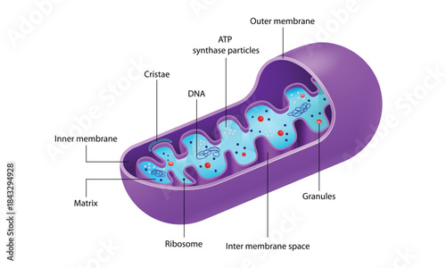 Mitochondria structure diagram, Mitochondrion Structure Labeled Diagram
