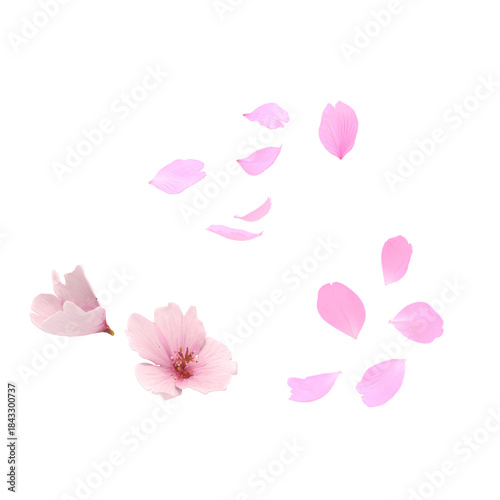 Cherry Blossom Branch with Soft Background – Japanese Spring Floral Illustration.3D render Blender render.