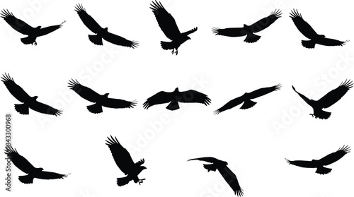 Massive Set of Black Eagle and Hawk Silhouettes Flying in Various Action Poses for Logo, Design, and Motion Graphics
