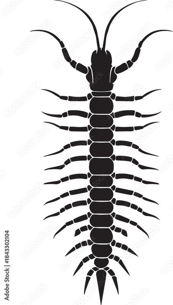 Obraz premium Black and white centipede illustration isolated on transparent background