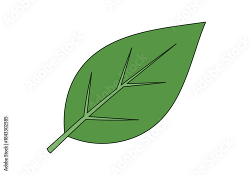 Green ovate leaf illustration with prominent light green veins on a white background