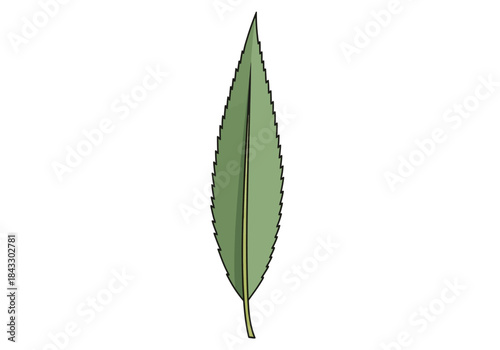 Narrow serrated green leaf with a central vein on a white background