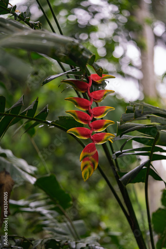 Hanging Lobster Claw Heliconia Rostrata Flower in Tambopata Amazon Rainforest Peru