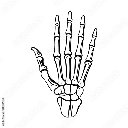 The medical x-ray illustration depicts the anatomy of a human hand and arm, showing the skeleton, bones, and fingers