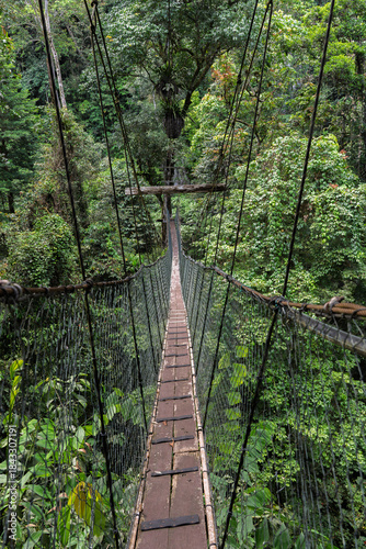 Suspension Bridge Canopy Walk in Gunung Mulu National Park Borneo Malaysia Rainforest