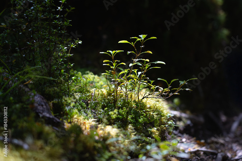 Small Native Red Beech Tree Seedling on Mossy Forest Floor Tongariro New Zealand