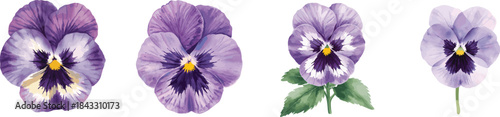 Watercolor pansy set isolated on white. Purple spring flower, botanical illustration, floral design element.

