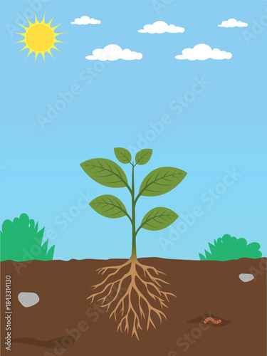 Young Plant Growth with Roots in Soil Ecosystem. Ideal for educational or informational designs related to gardening, soil health, planting, and basic biology
