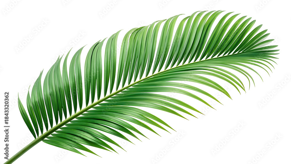 Obraz premium green leaf isolated on white