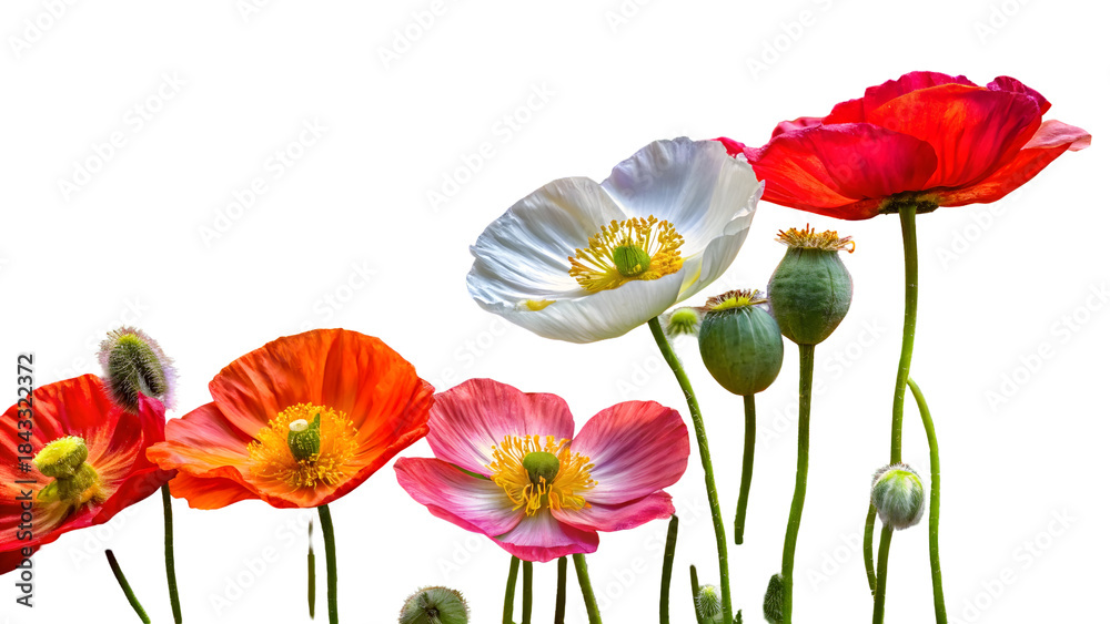 Naklejka premium red poppy flowers