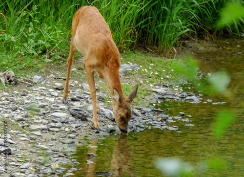 deer in the forest drinking from stream